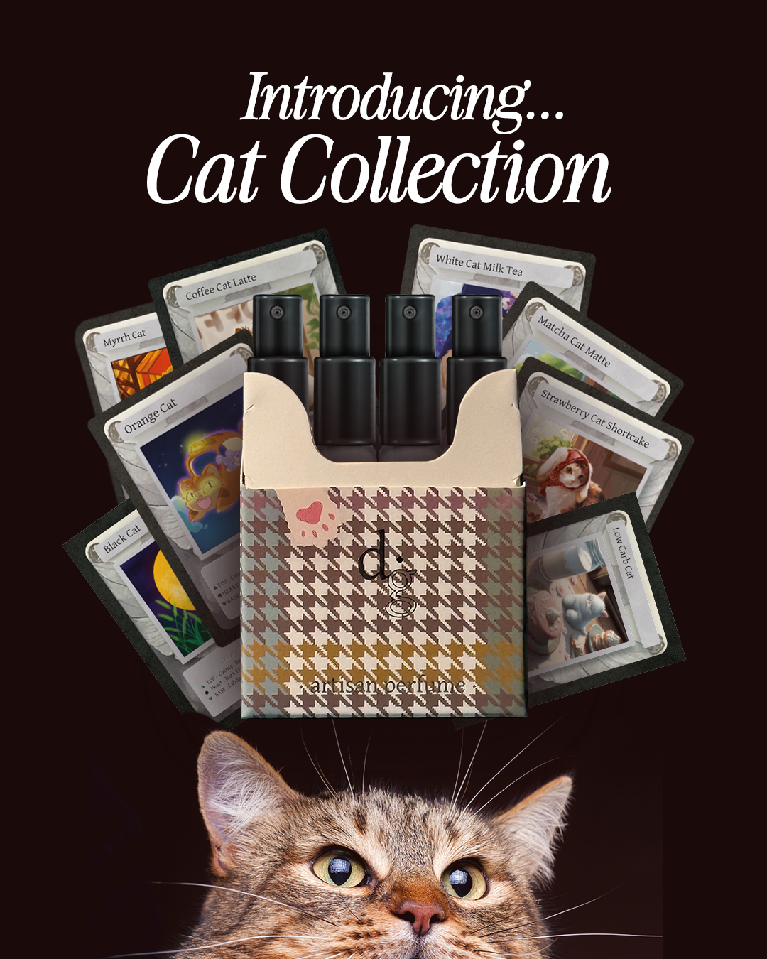 Cat Discovery Set